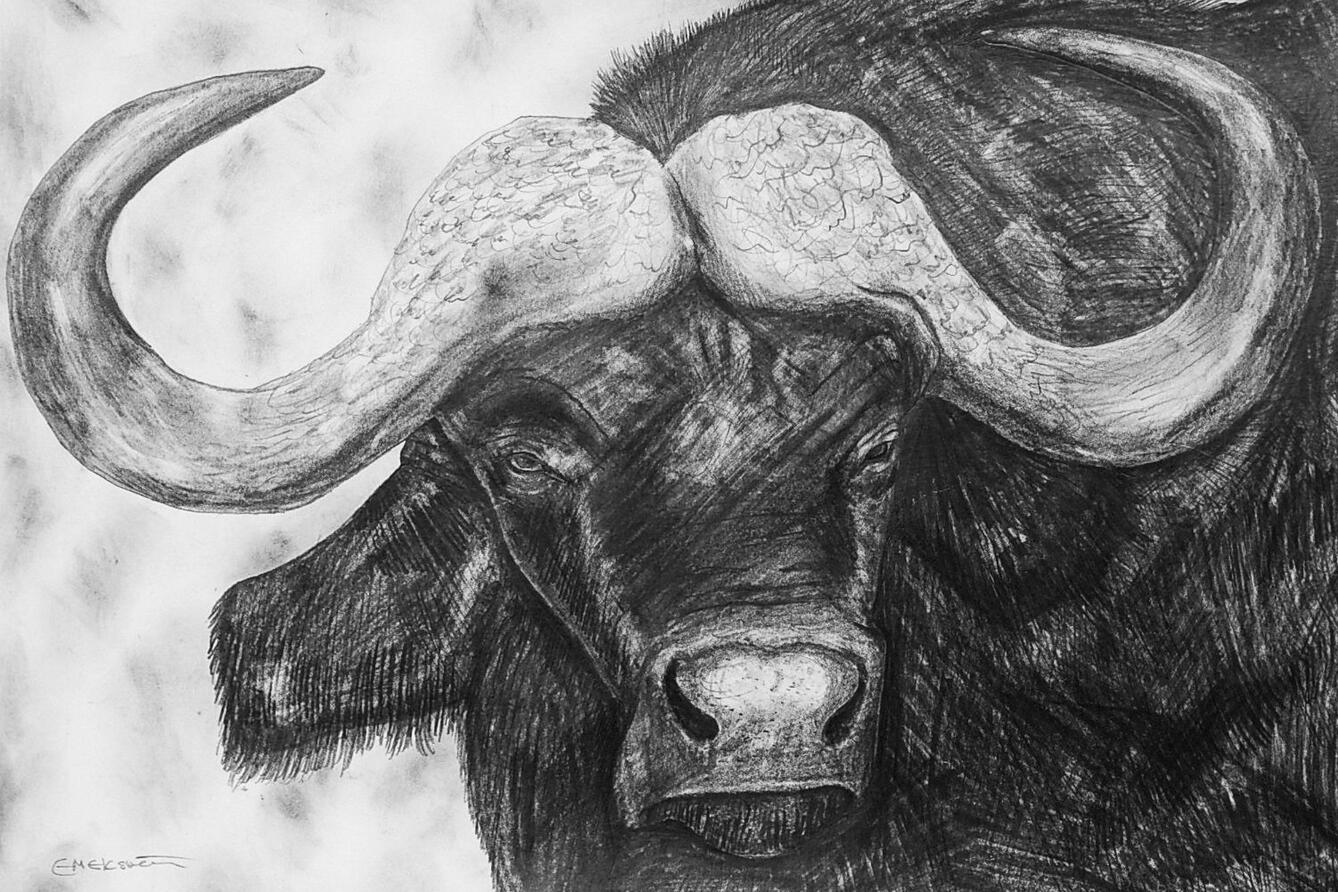 African Buffalo