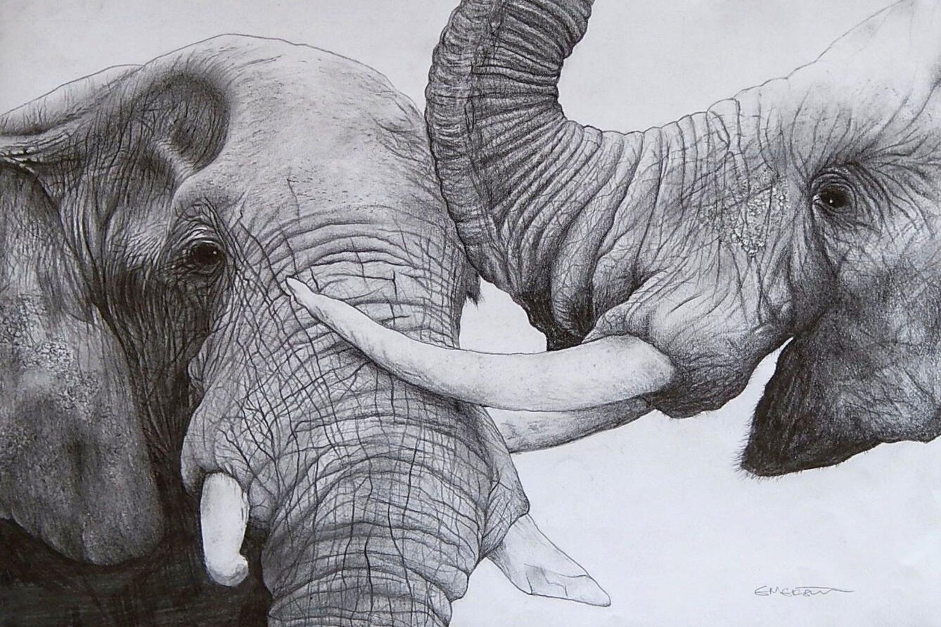 Two African Elephants