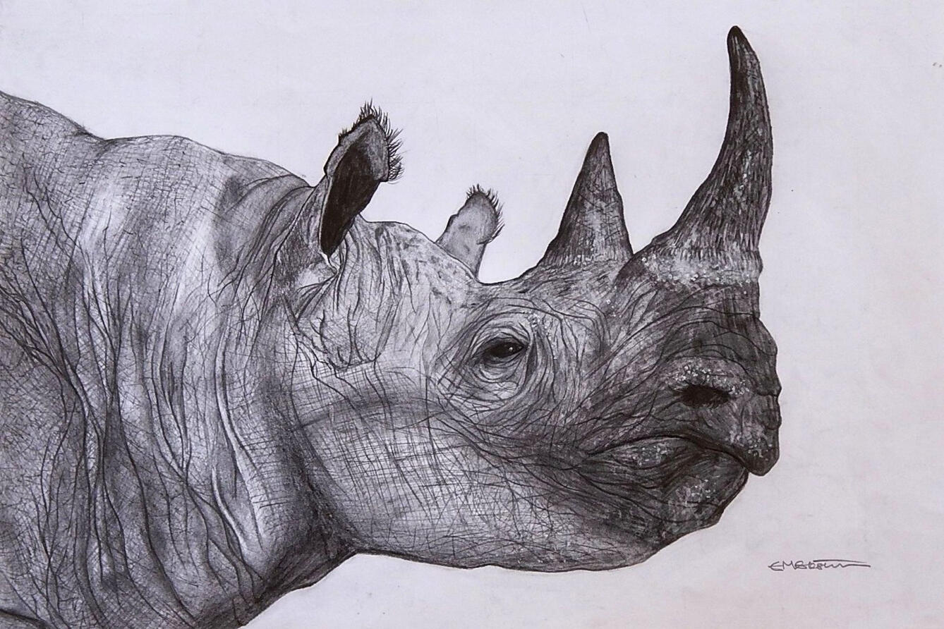 African Black Rhino African Black Rhino