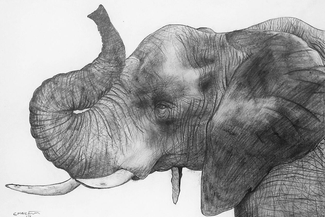 African Elephant African Elephant
