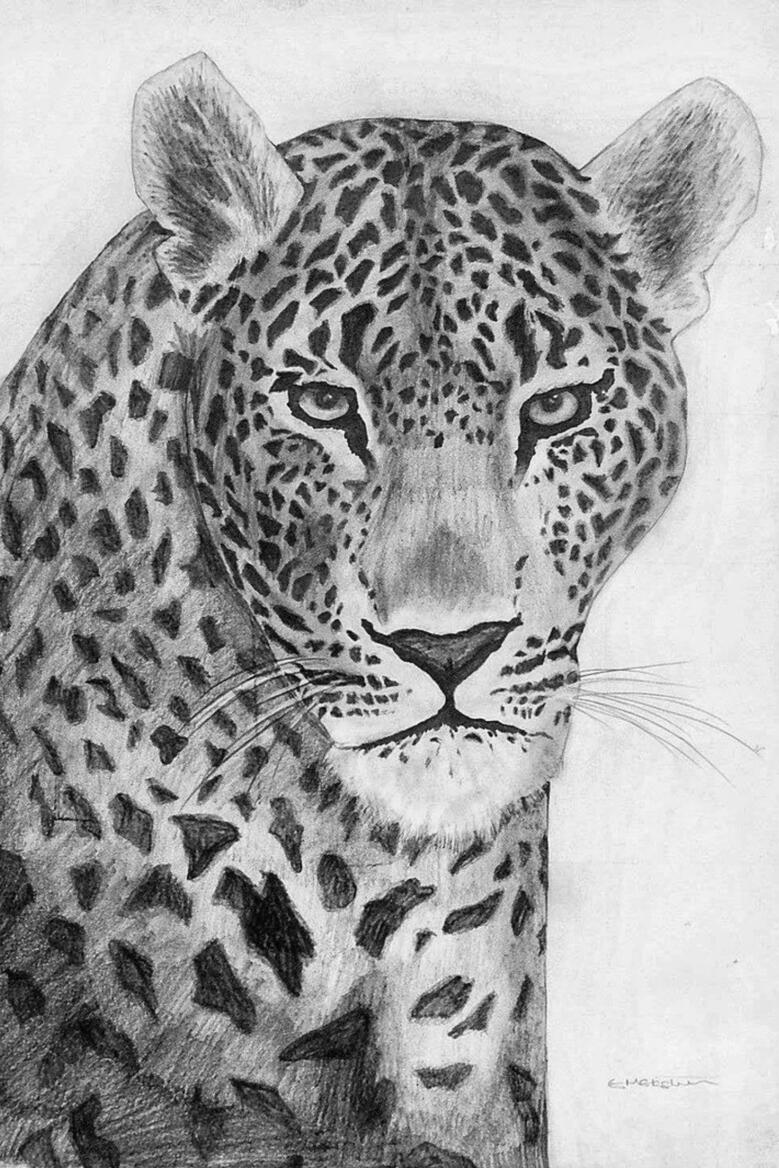 Leopard Leopard