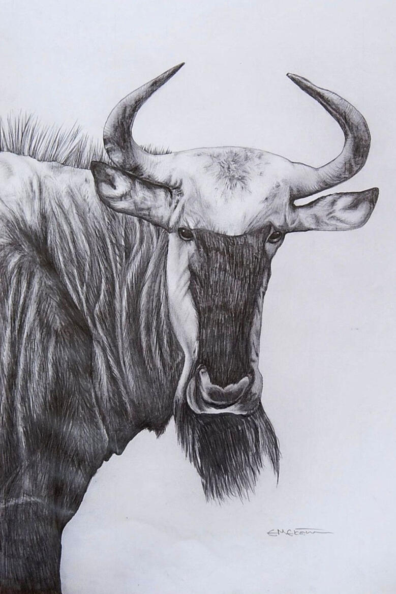 Blue Wildebeest Blue Wildebeest