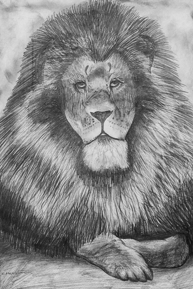African Lion