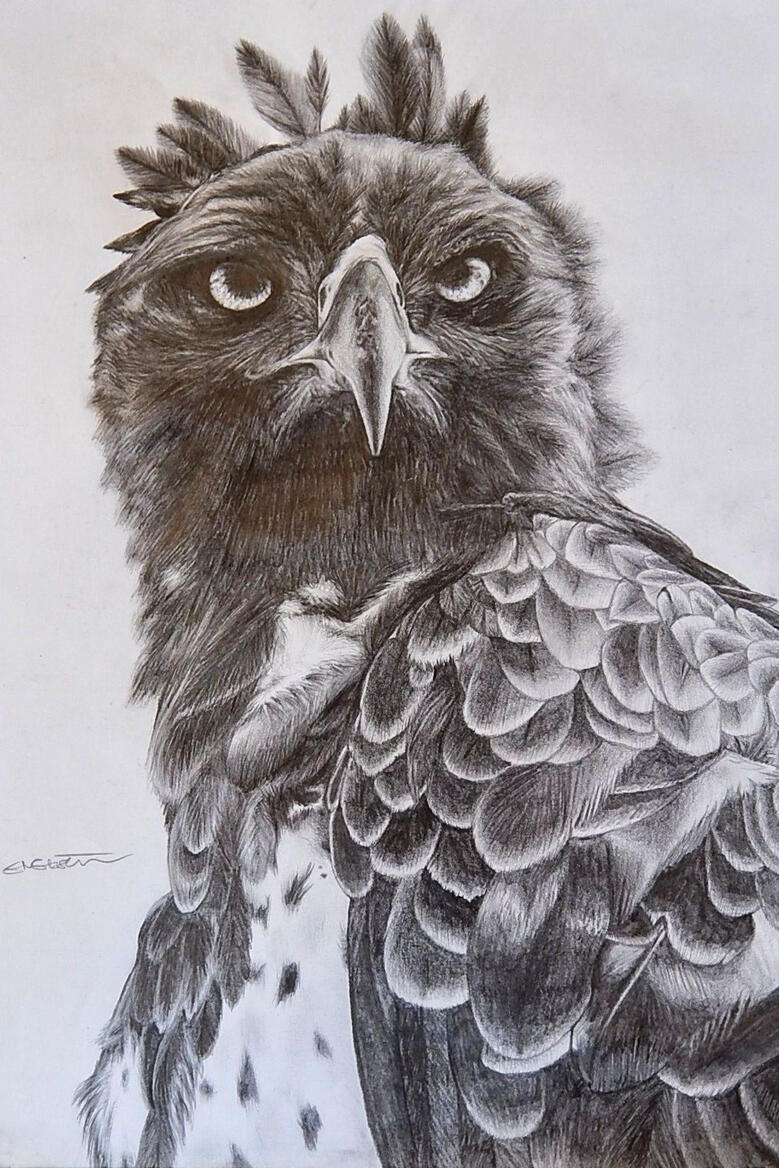 Martial Eagle